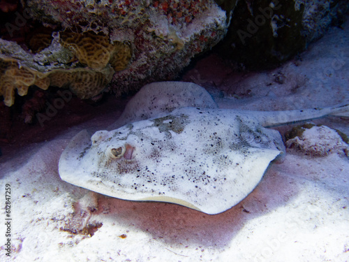 Yellow stingray  Urobatis jamaicensis  swimming at the base of the reef in the Exuma Cays  Bahamas