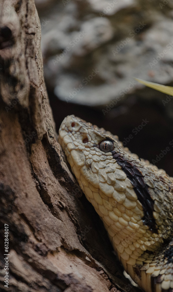 Fototapeta premium Serpiente