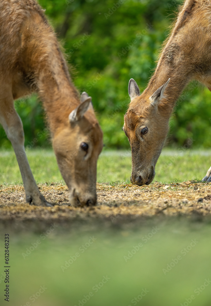 Fototapeta premium two young elk eating on grassland
