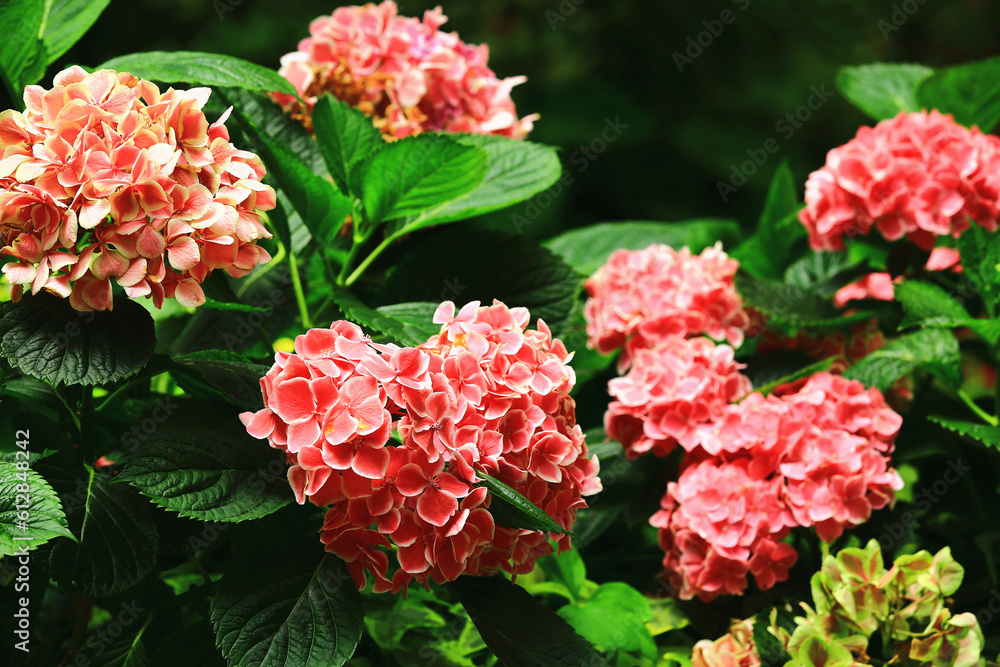 pink Hydrangea or Big-leaf Hyrdangea flowers with green leaves blooming in the garden
pink Hydrangea or Big-leaf Hyrdangea flowers with green leaves blooming in the garden