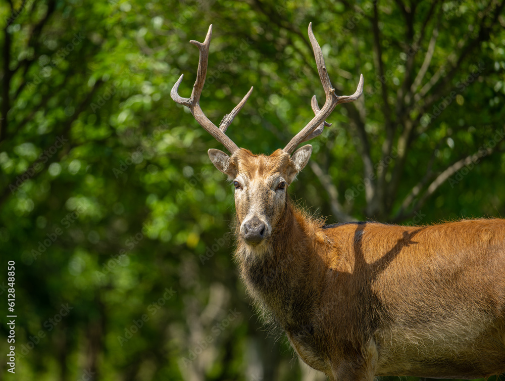 Obraz premium portrait for a standing male elk