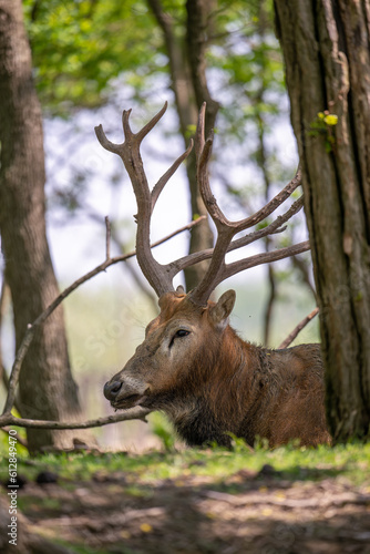 A elk lay down in forest © imphilip