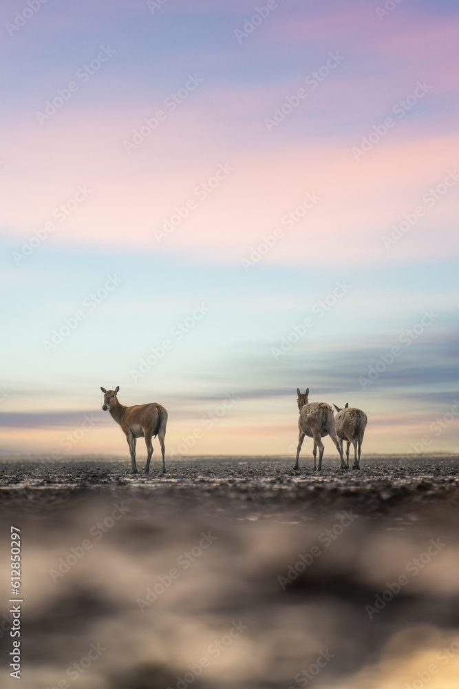 Fototapeta premium elk standing on mud beach in sunrise
