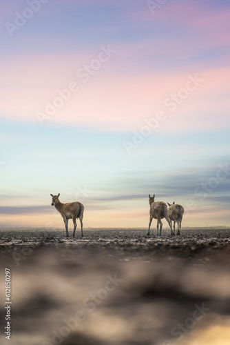 elk standing on mud beach in sunrise