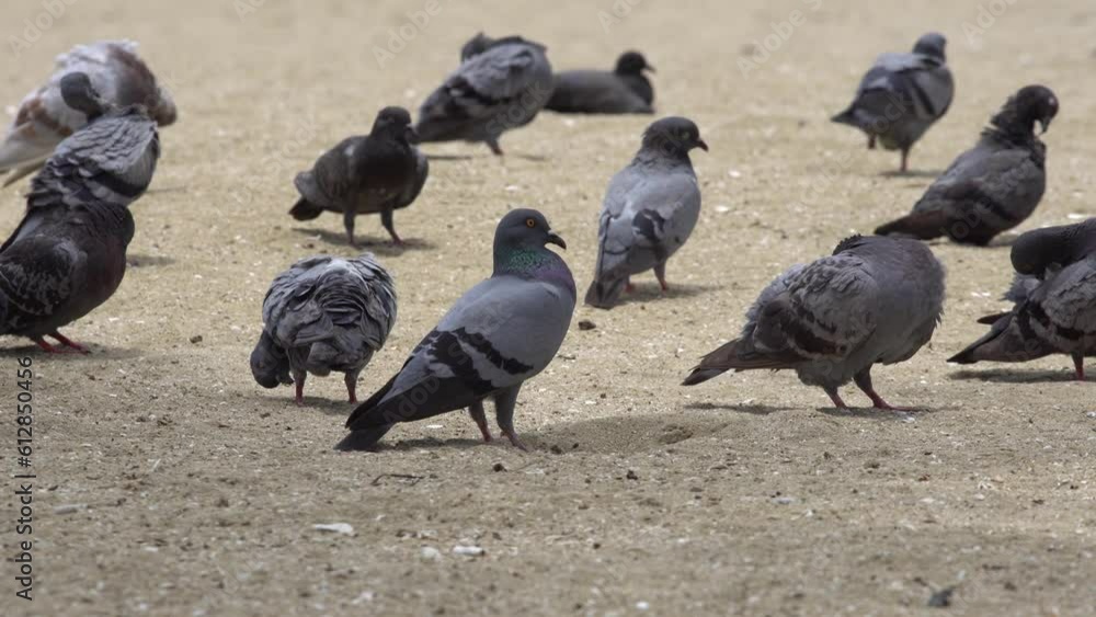 Experience serene beach sunbathing as pigeons enjoy summer. Tranquil coastal scene captured in 4K video. Perfect for nature lovers and coastal themes. Embrace the harmonious dance of birds. Experience serene beach sunbathing as pigeons enjoy summer. Tranquil coastal scene captured in 4K video. Perfect for nature lovers and coastal themes. Embrace the harmonious dance of birds.