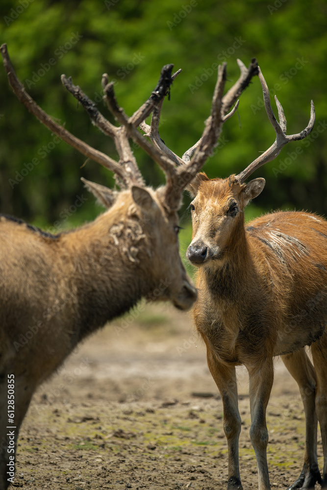 two elk face to face, prepare to fight