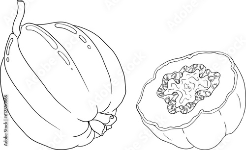 Guava tropical fruit, exotic berry. Vector, hand drawn illustration isolated on white background. Guava Fruits coloring pages.