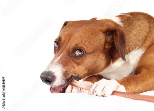 Dog with chew stick in mouth while looking at camera. Side view of puppy dog chewing on a long beef bully stick while holding it with paws. 1 year old female Harrier mix dog. Selective focus. © Petra Richli