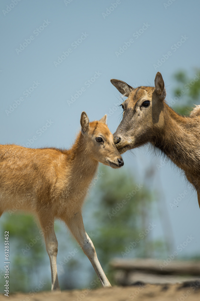 elk mother and baby standing together elk mother and baby standing together