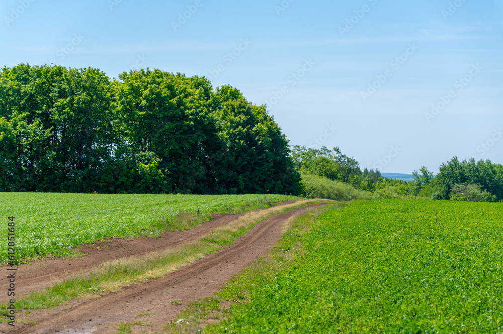 summer landscape, dirt road from black soil, blue cloudless sky, green wheat, a walk along the European part of the earth