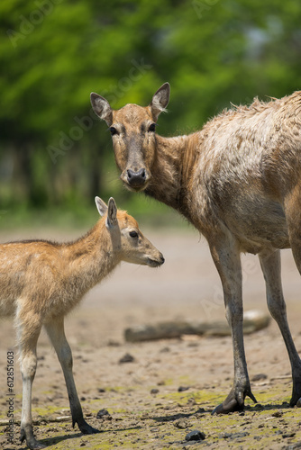Fototapeta Naklejka Na Ścianę i Meble -  elk mother and baby standing together