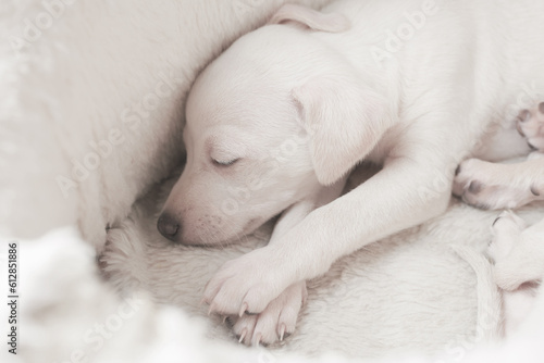 Portrait of two cute Italian Greyhound puppies lying in white dog bed. Small sleepy beagle dogs white beige color.