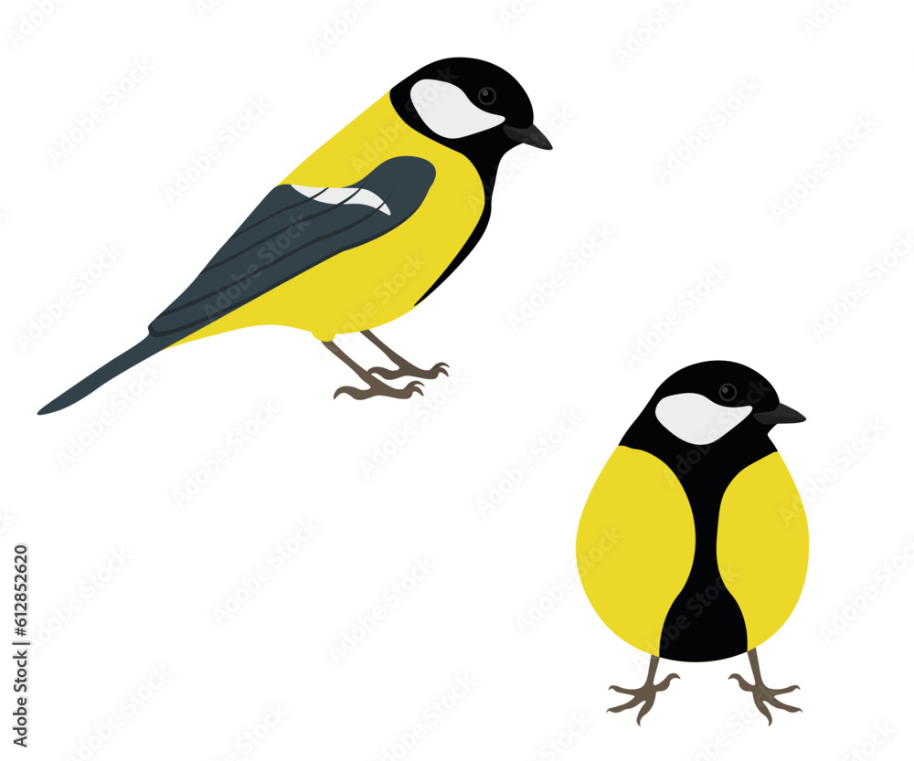 Fototapeta premium Set of Great tit bird. Parus major isolated on white background. Passerine bird. Vector illustration.