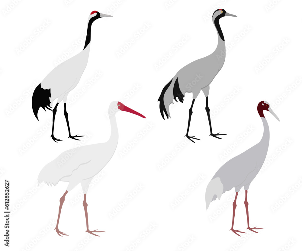 Fototapeta premium Set of Gruidae bird. Sarus crane (Antigone antigone), Siberian crane (Leucogeranus leucogeranus), common crane (Grus grus), Japanese red-crowned crane (Grus japonensis). Isolated on white background.