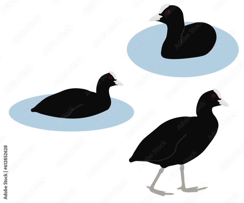 Set of common Eurasian Australian coot bird. Fulica atra isolated on white background. Rail and crake bird family. Standing and swimming, floating on the water. Vector illustration. Set of common Eurasian Australian coot bird. Fulica atra isolated on white background. Rail and crake bird family. Standing and swimming, floating on the water. Vector illustration.