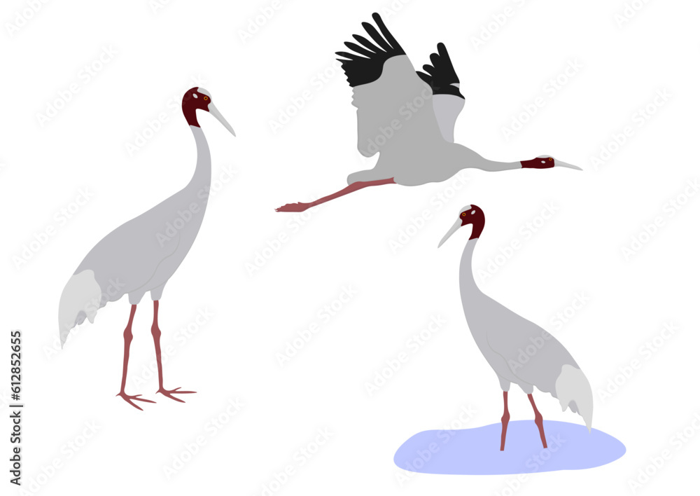 Naklejka premium Set of Sarus crane bird. Antigone antigone isolated on white background. Flying and standing. Gruidae family, large, long-legged, and long-necked bird. Vector illustration.