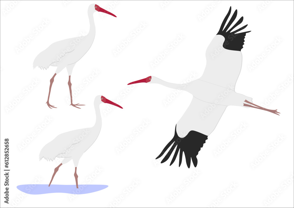 Obraz premium Set of Siberian white snow crane bird. Leucogeranus leucogeranus isolated on white background. Flying and standing. Gruidae family, large, long-legged, and long-necked bird. Vector illustration.