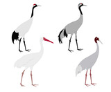 Set of Gruidae bird. Sarus crane (Antigone antigone), Siberian crane (Leucogeranus leucogeranus), common crane (Grus grus), Japanese red-crowned crane (Grus japonensis). Isolated on white background.