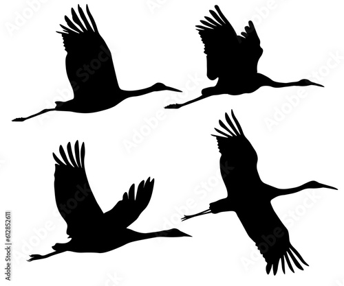 Set of black silhouettes of flying crane bird. Common, Sarus, Red-crowned,Siberian. Isolated on white background. Vector illustration.