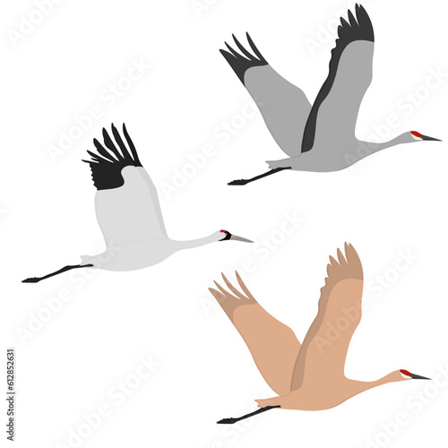 Set of Gruidae flying bird. Sandhill crane (Antigone canadensis), whooping crane (Grus americana). Large and tall birds of of North America. Isolated on white background. Vector illustration.