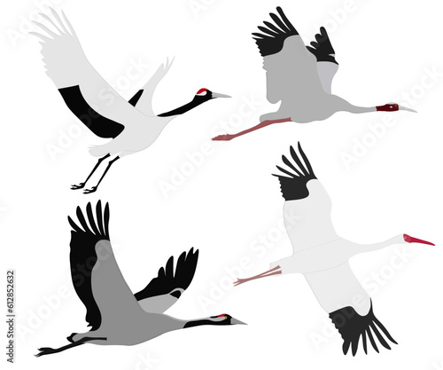 Set of Gruidae flying bird. Sarus crane (Antigone antigone), Siberian crane (Leucogeranus leucogeranus), common crane (Grus grus), Japanese red-crowned crane (Grus japonensis). Isolated background.