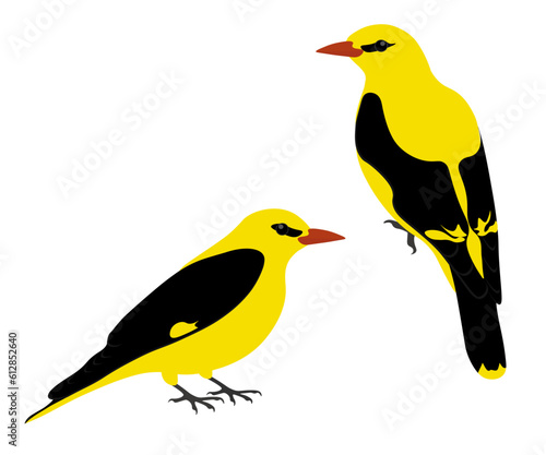 Set of common Eurasian golden oriole bird. Oriolus oriolus isolated on white background. Old World oriole family of passerine birds. Black and yellow. Vector illustration.