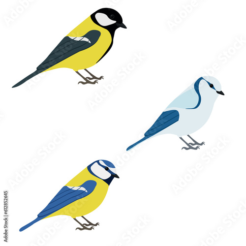 Set of tit bird. Great tit (Parus major), Eurasian blue tit (Cyanistes caeruleus), azure tit (Cyanistes cyanus) isolated on white background. Passerine bird. Paridae. Vector illustration.