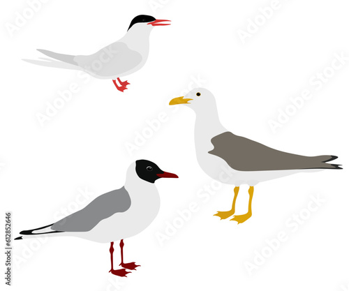 Set of Laridae bird. Arctic tern, Black-headed gull, European herring gull. Seagull isolated on white background. Seabird of Europe. Vector illustration.