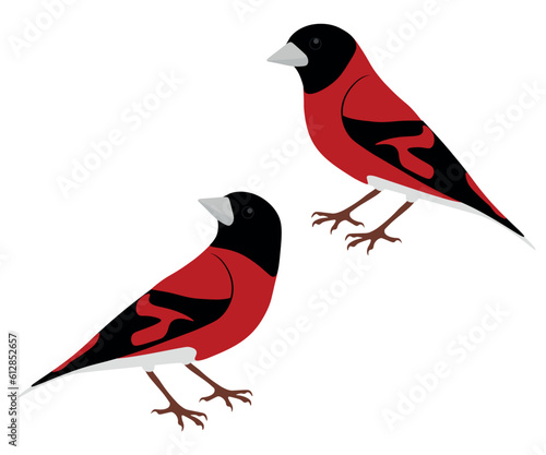 Set of Red siskin bird. Spinus cucullatus isolated on white background. Genus of passerine birds in the finch family. Small endangered finch. Red and black. Vector illustration. photo