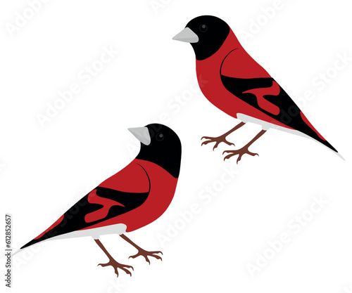 Photos Set of Red siskin bird