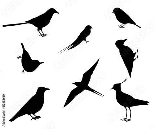 Set of silhouettes of european birds. Eurasian magpie, tit, swallow, tern, crow, nuthatch, lapwing, woodpecker. Isolated on white background. Vector illustration. photo