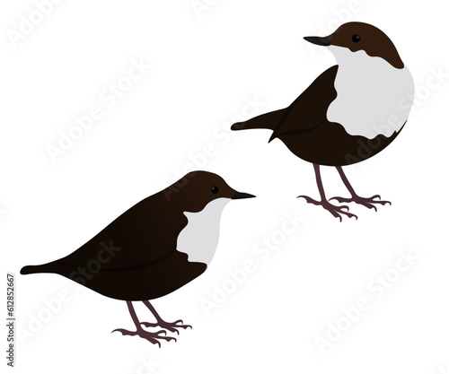 Set of European White-throated dipper bird. Cinclus cinclus isolated on white background. Aquatic passerine. Vector illustration.
