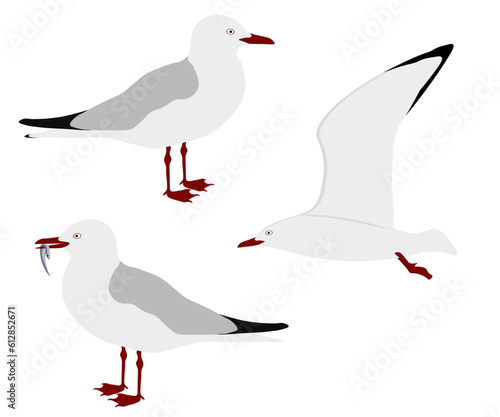 Set of Silver gull bird. Chroicocephalus novaehollandiae isolated on white background. Seabird is flying, standing and eating fish. Vector illustration.