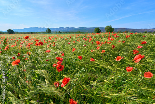 red poppies in a oats field...