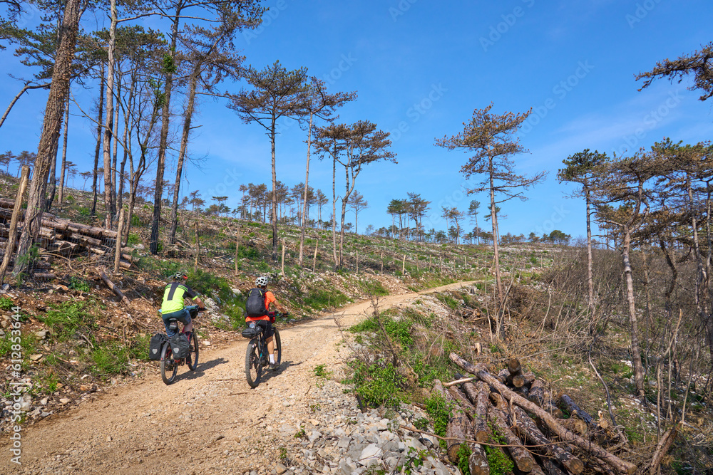 Obraz premium active senior couple on a bike tour with their electric mountain bikes in a burned forest of the Karst Mountains of Slovenia near Solkan
