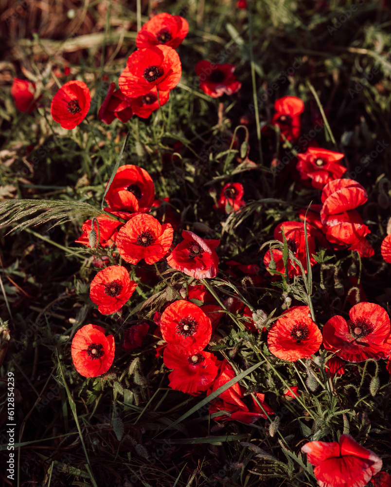 Poppy flower or papaver rhoeas poppy with the light Poppy flower or papaver rhoeas poppy with the light
