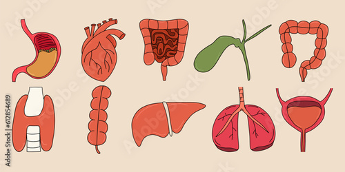 Set of anatomical human internal organs. Stomach, liver, gallbladder, bladder, heart, intestines, heart, liver, lung, caecum, appendicitis. Vector illustration
