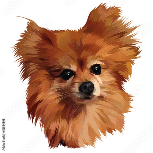pomeranian dog portrait