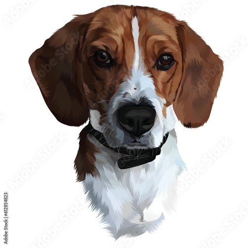 beagle on white