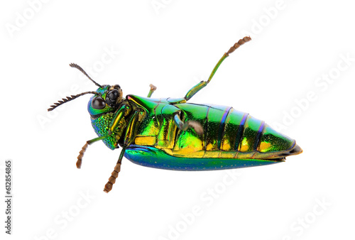 metallic wood-boring beetle on transparent png