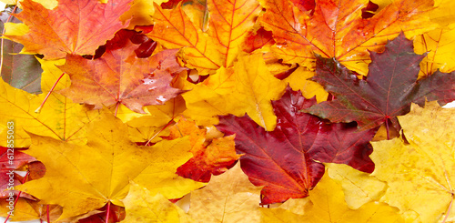 Autumn leaves on a white background. Autumn is everyone's favorite season. The leaves are changing color, the air is crisp and the weather is perfect for outdoor activities.