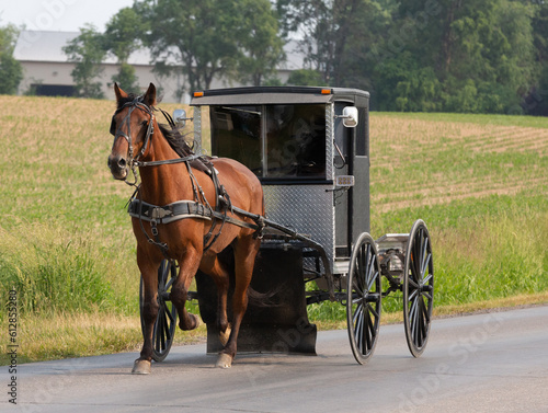 Amish Buggy with horse in the country