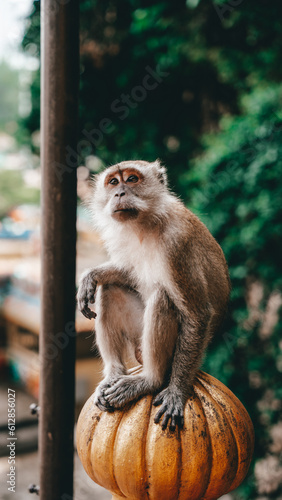 monkey photo