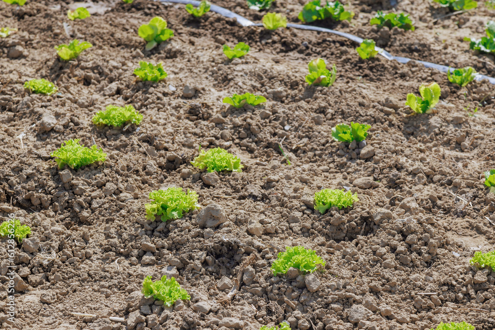 Organic home gardening of lettuce contributes to reducing carbon footprint associated with transporting vegetables from farms to stores. Organic home gardening of lettuce contributes to reducing carbon footprint associated with transporting vegetables from farms to stores.
