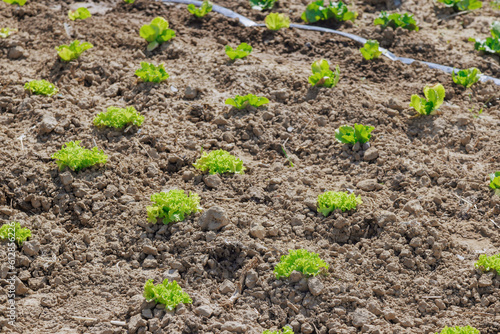 Organic home gardening of lettuce contributes to reducing carbon footprint associated with transporting vegetables from farms to stores.