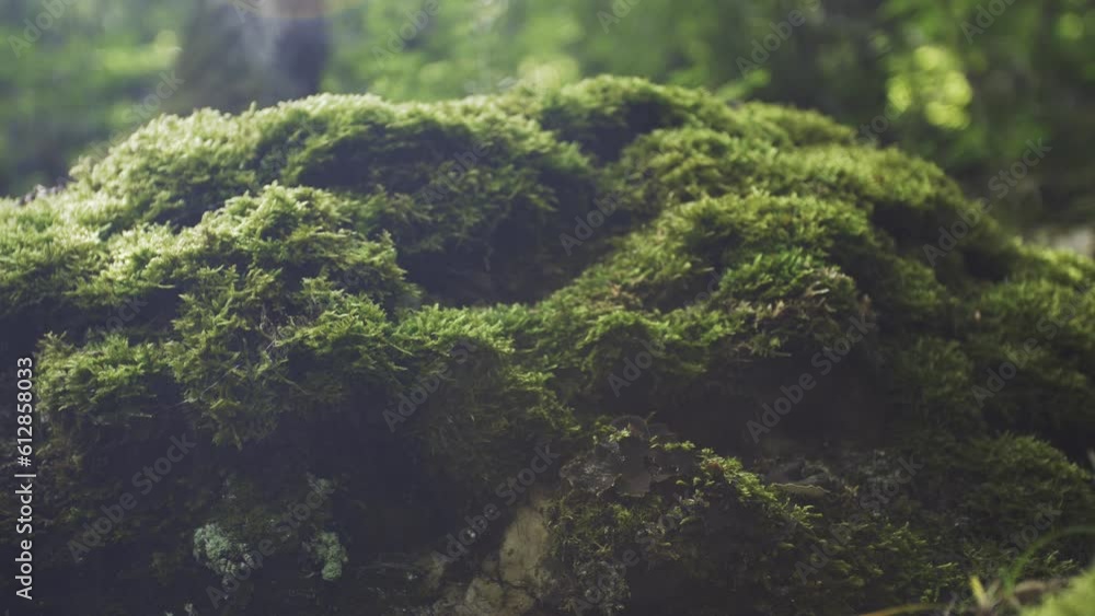 Bright green moss on a stone in the forest. Juicy tasty landscape. Parallax. Background in blur and sun glare Bright green moss on a stone in the forest. Juicy tasty landscape. Parallax. Background in blur and sun glare