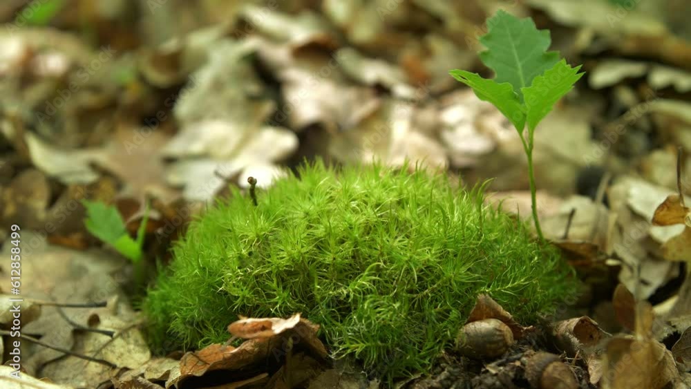 Green fresh background. Close-up slow motion of fresh green moss and oak sprout in the forest against the background of dry leaves Green fresh background. Close-up slow motion of fresh green moss and oak sprout in the forest against the background of dry leaves