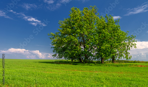  Spring photography, young green wheat grows in the sun, a cereal plant that is the most important kind grown in temperate countries, the grain of which is ground to make flour for bread, pasta, etc