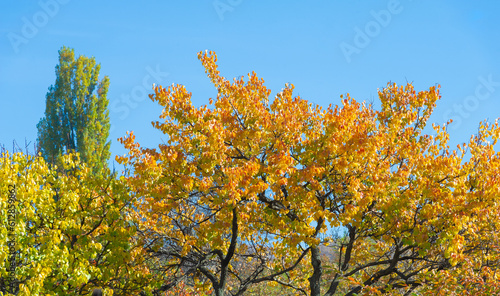 Autumn leaves on the branches of trees. A falling leaf, speaking of the death of autumn, in a more subtle sense is a prophecy of spring