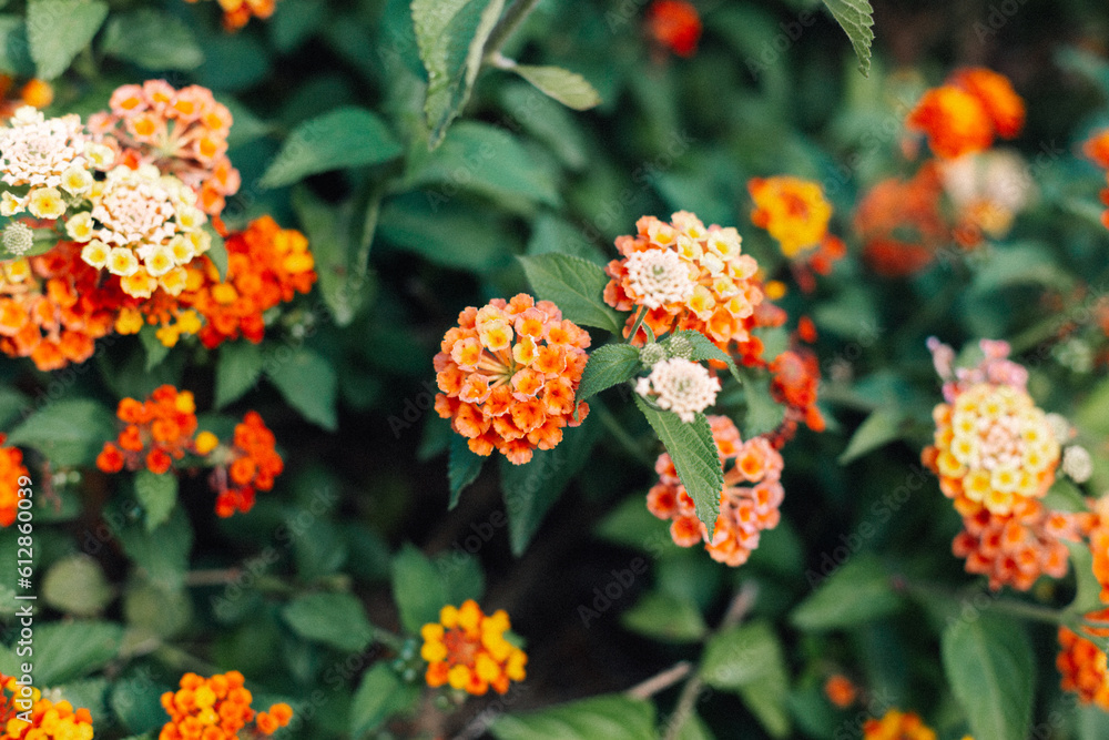 beautiful orange flowers texture blossom background wallpaper beautiful orange flowers texture blossom background wallpaper